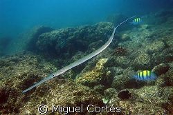 A garpike in the Sea of Cortez. by Miguel Cortés 